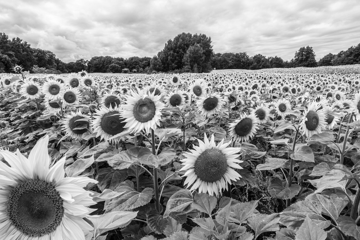 sonnenblumenfeld bei weserberg