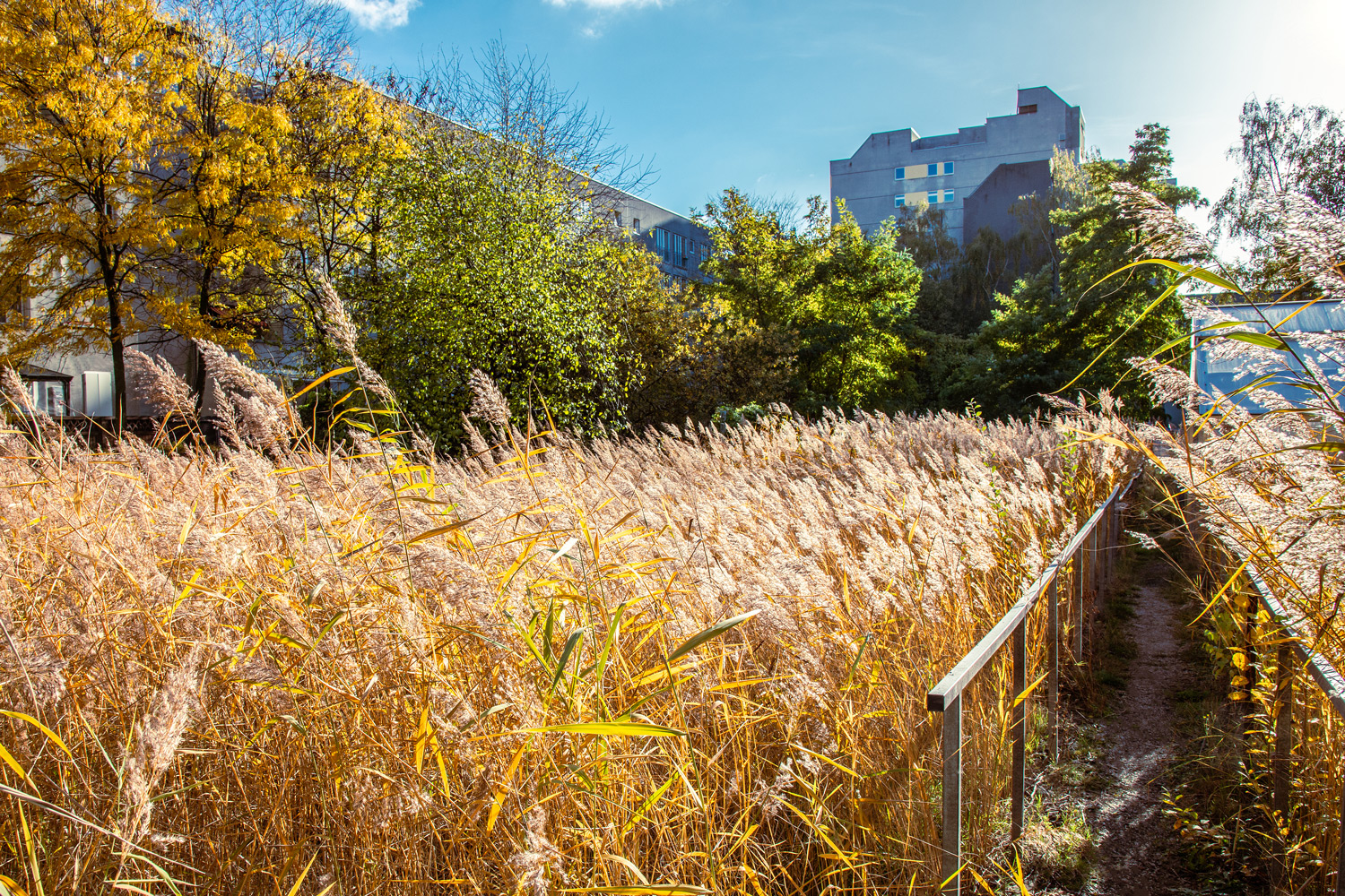 Schilf im Block 6 in Berlin Kreuzberg