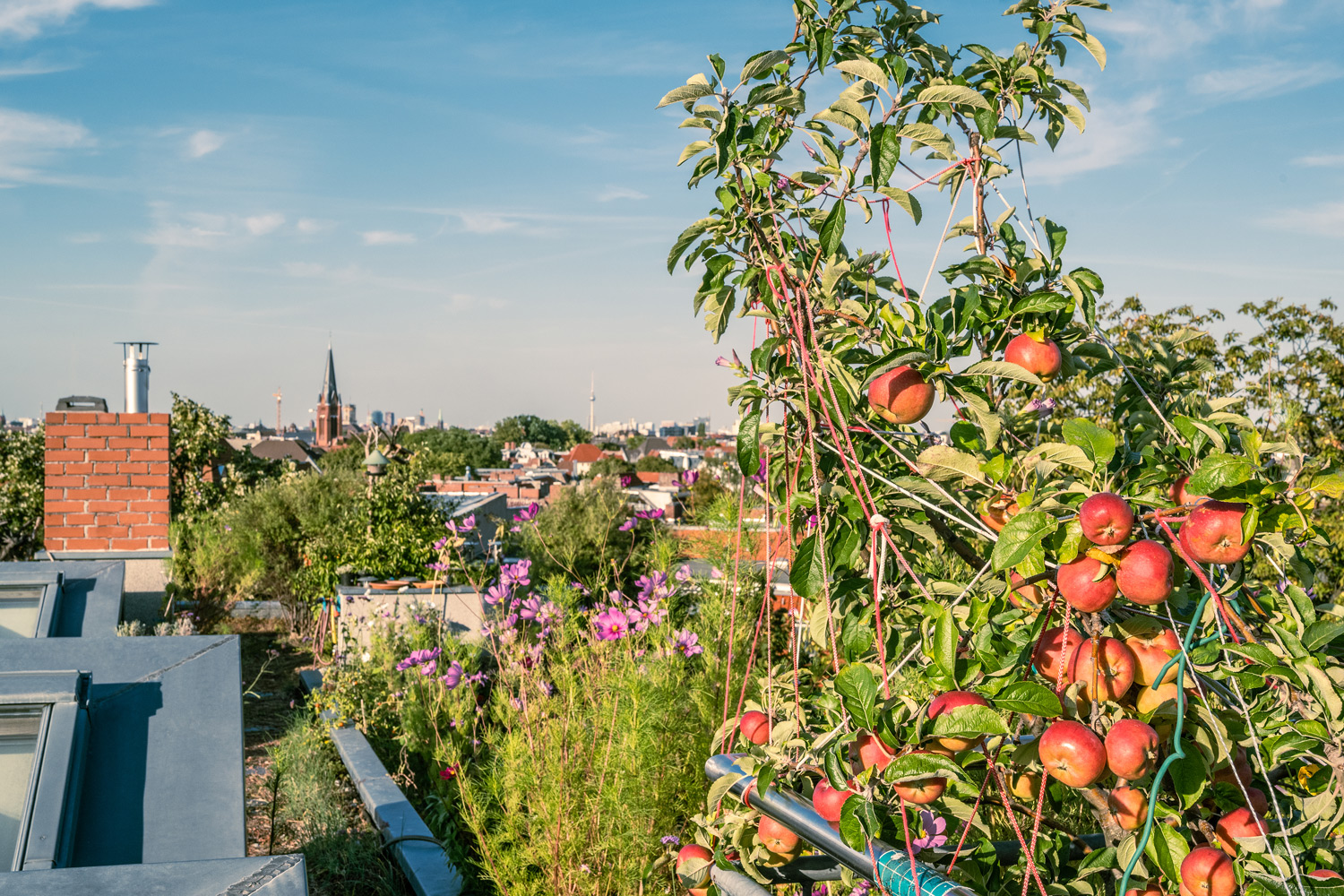 Dachgarten in Berlin Friedenau